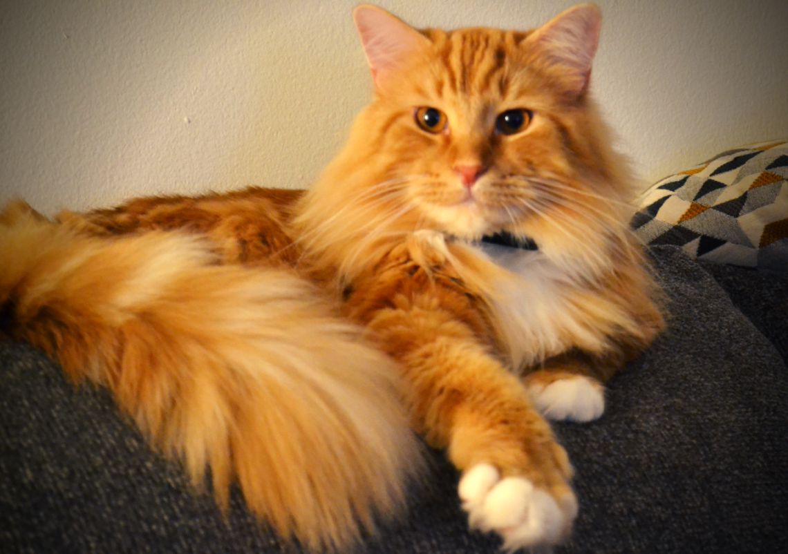 Ragamuffin Cats Large House Cats