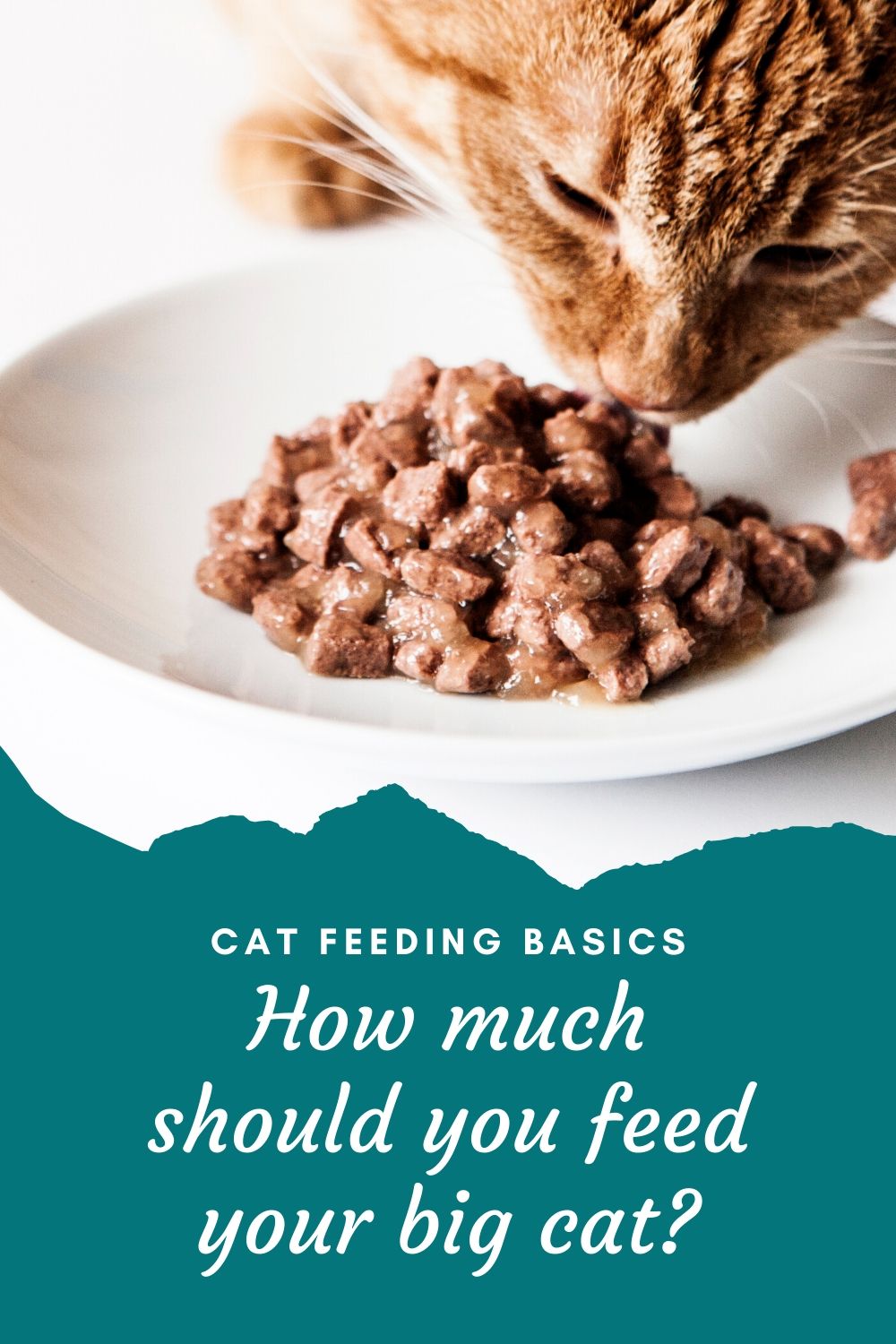 Cat Feeding Basics How much should you feed your big cat? Large