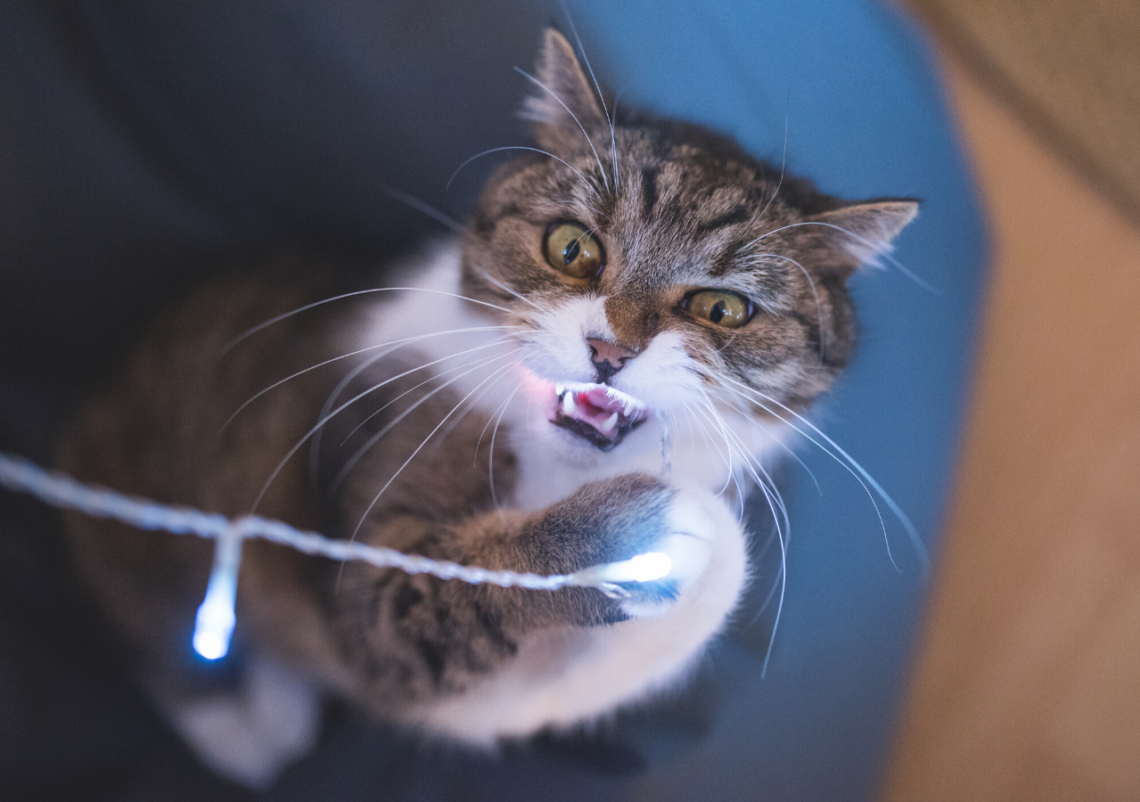 How To Get Cats To Stop Eating Cords at Latisha Compton blog
