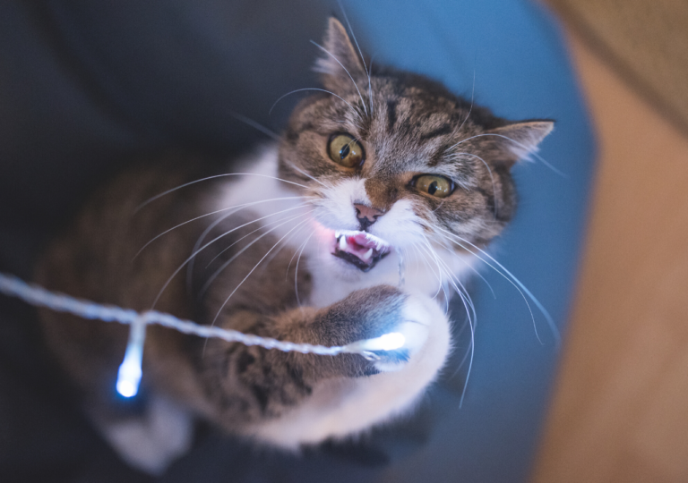 13 tips to stop your cat from chewing on cords Large House Cats