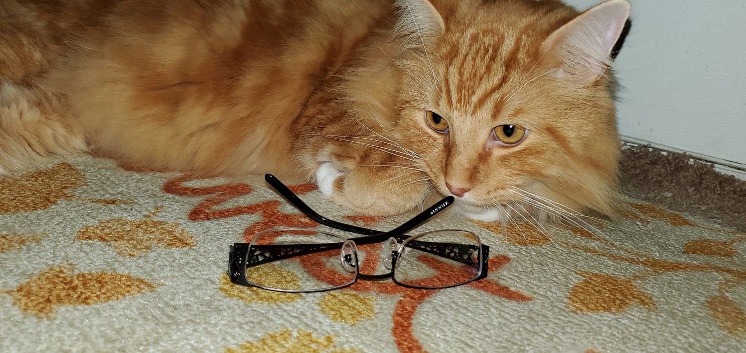 Help! My cat chews on my glasses. Large House Cats