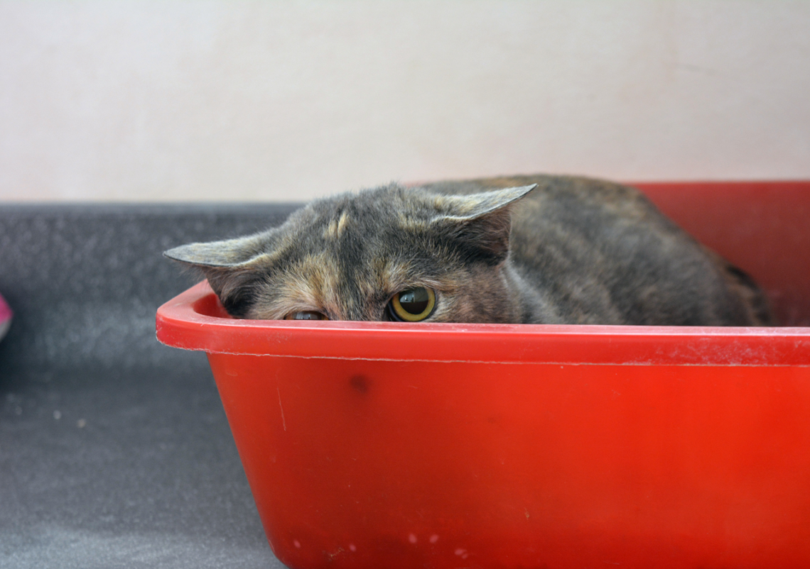 5 Reasons Your Cat Poops in The Bathtub or Sink and How to Stop it