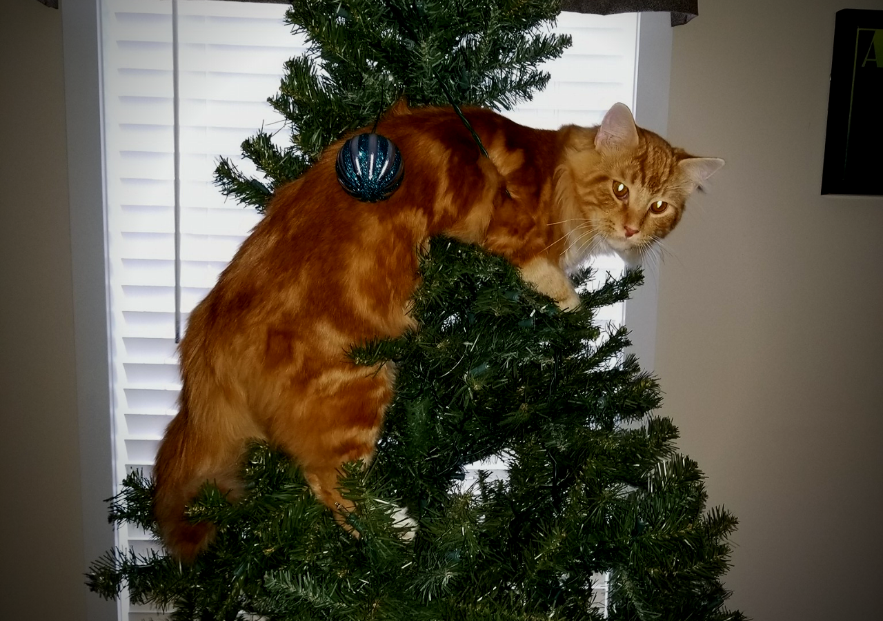 Help! My Cat Won’t Stay Out of The Christmas Tree Large House Cats