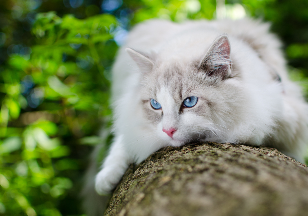 white cat outside on log