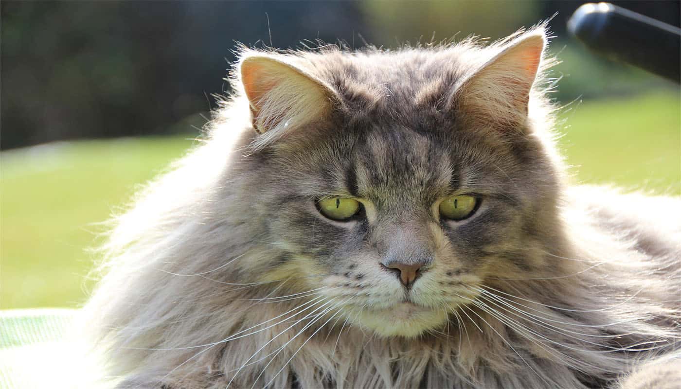 Maine Coon Life Expectancy & Tips